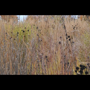 DE TUINEN VAN HOEGAARDEN winterbeeld (1)